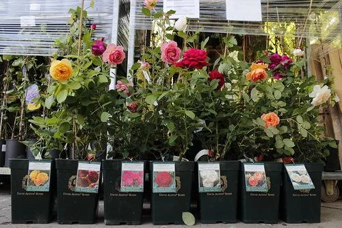 Дешевые саженцы цветов в ассортименте гипермаркетов Карусель